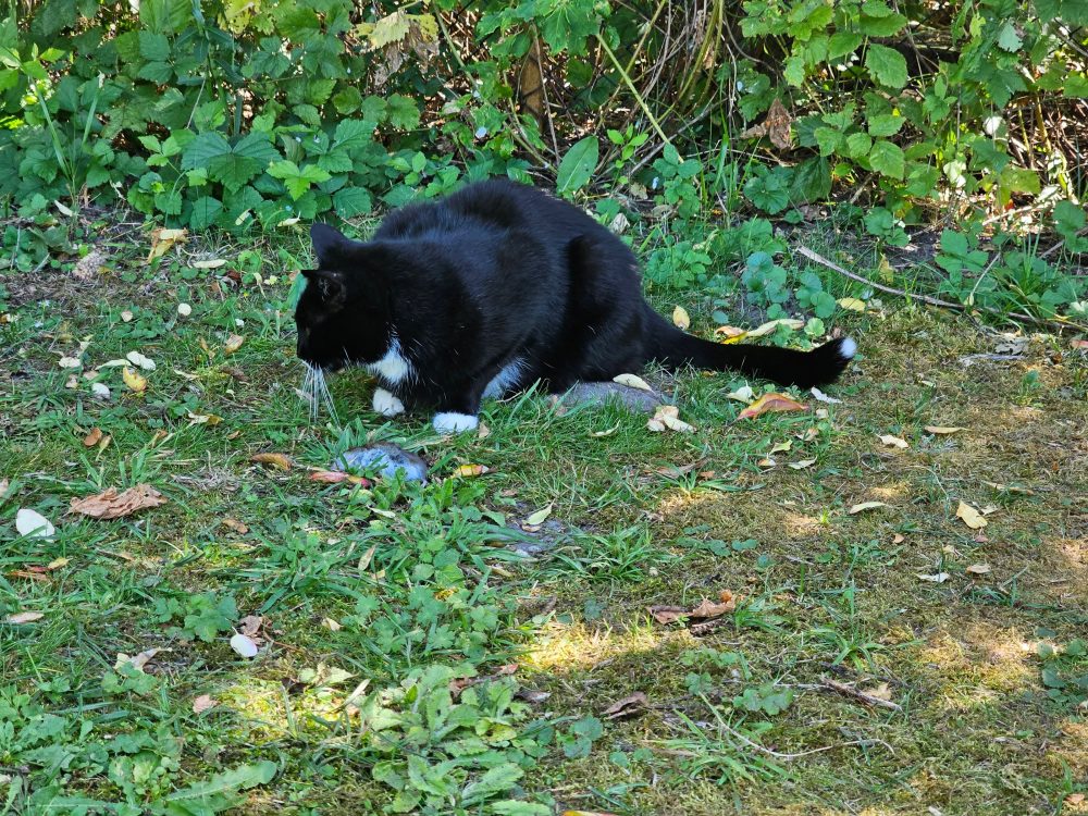 Happy auf der Jagd