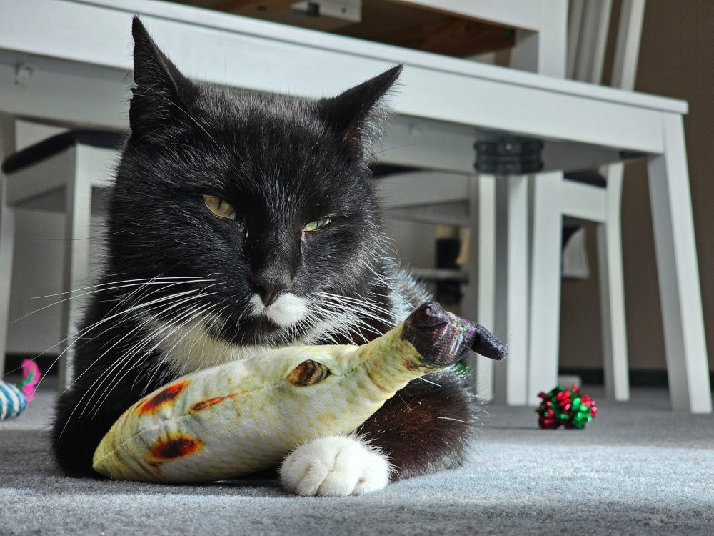 Mein Fisch!