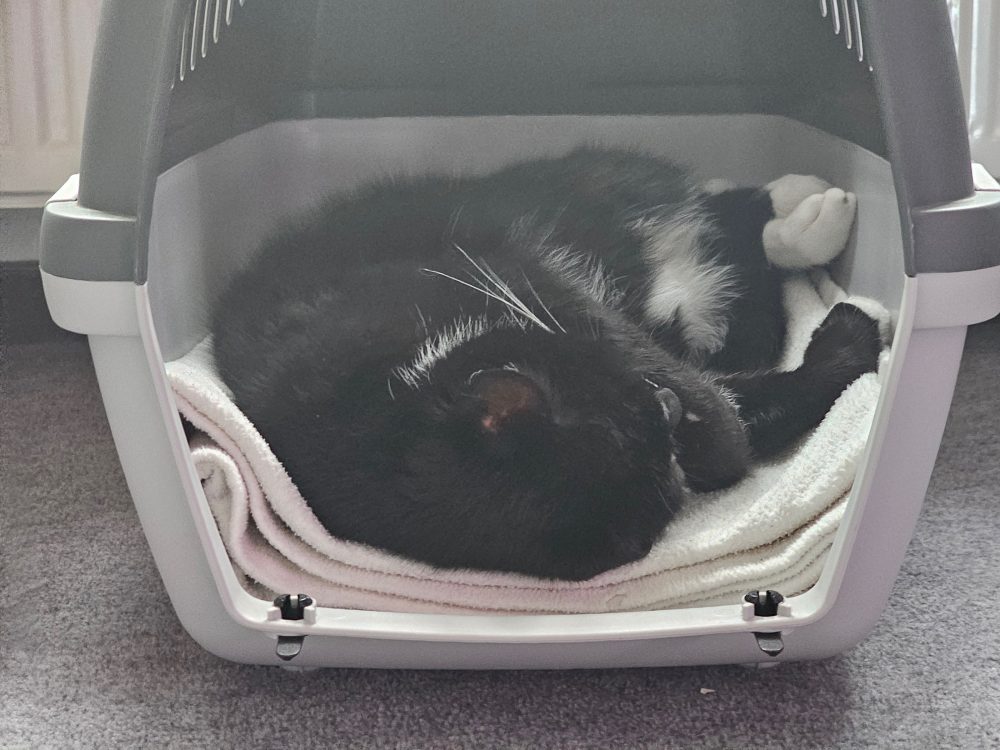 Die Transportbox als Kuschelbett