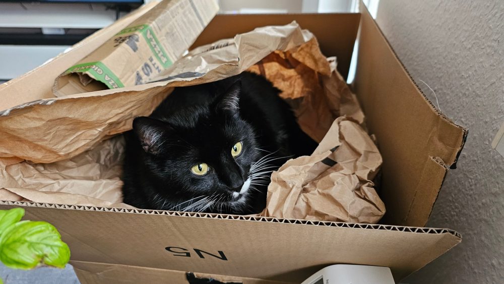 Happy im Karton voller Packpapier