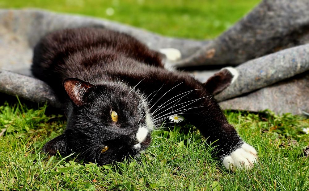 Erstes Sonnenbad im Gras