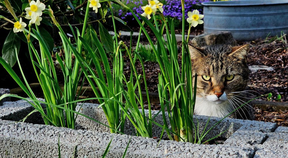 Murkel am Blumenbeet