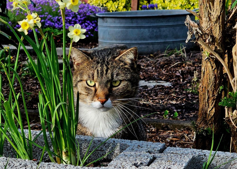 Murkel zwischen den Osterglocken