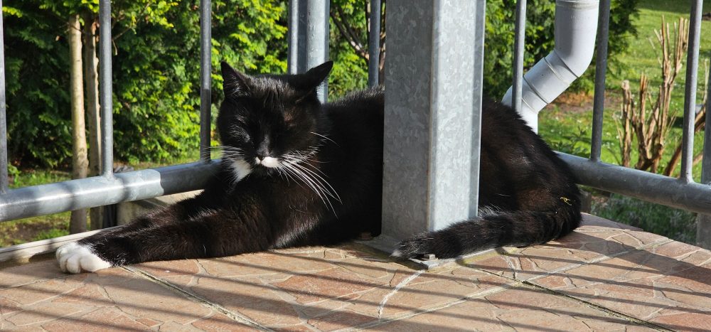 Happy auf dem Balkon