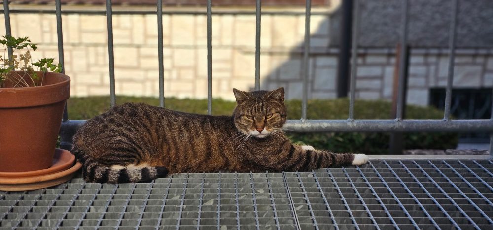 Murkel sonnt sich auf dem Balkon