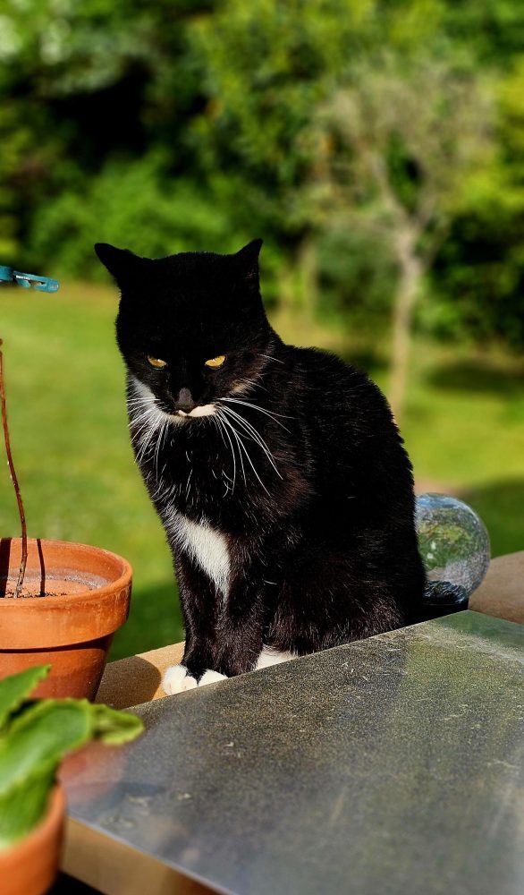 Happy im Garten