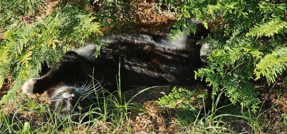 Happys Versteck