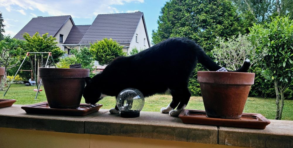 Happy schnuppert an den Blumentöpfen