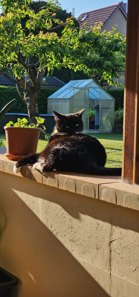Blick über den Garten