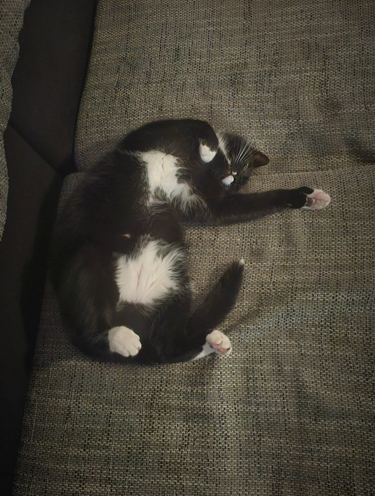 Happy räkelt sich auf dem Sofa