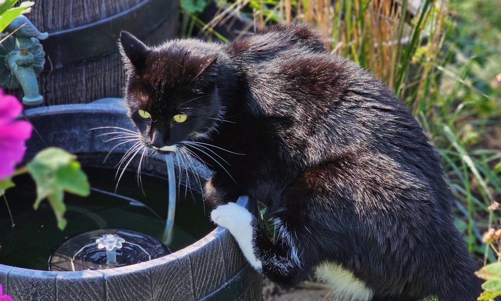 Happy am Wasserspiel