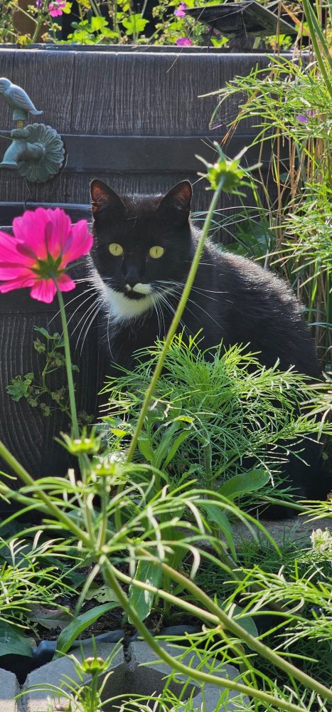 Happy versteckt sich in den Blumen