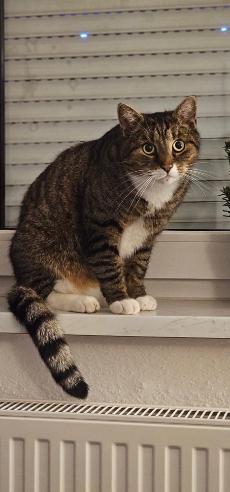 Murkel auf dem Fensterbrett