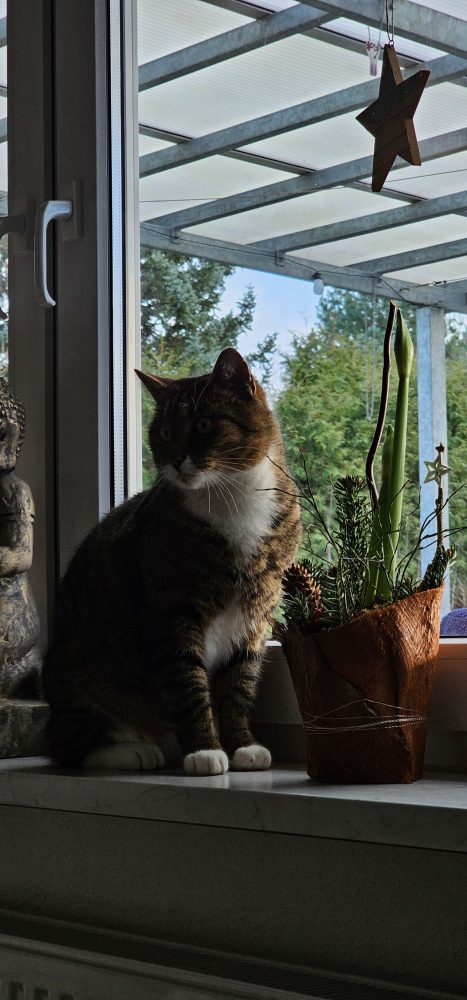 Murkel am Terrassenfenster
