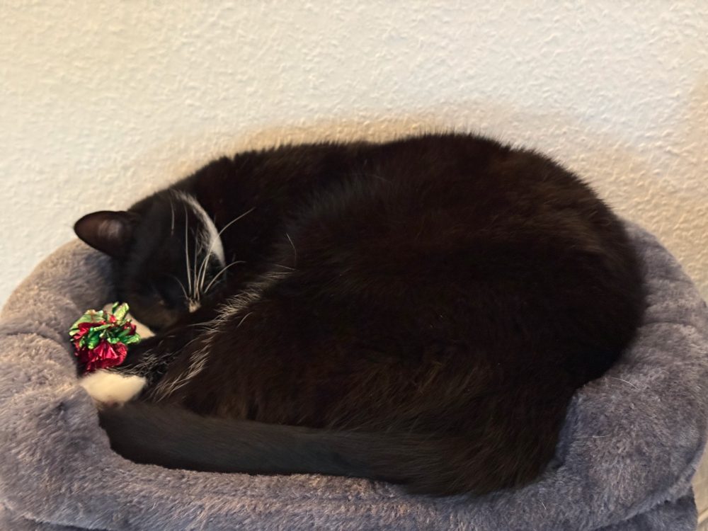 Happy zusammengerollt im Körbchen