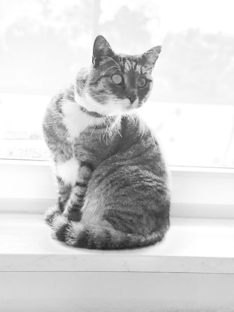 Murkel am Fenster