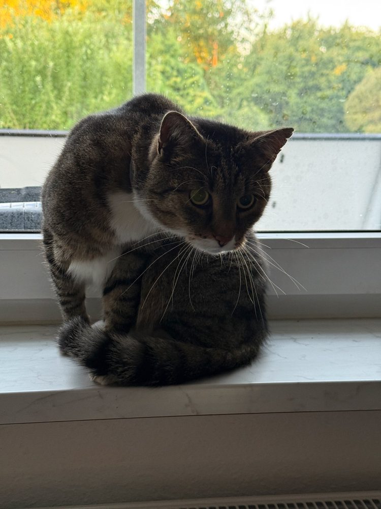 Murkel auf der Fensterbank