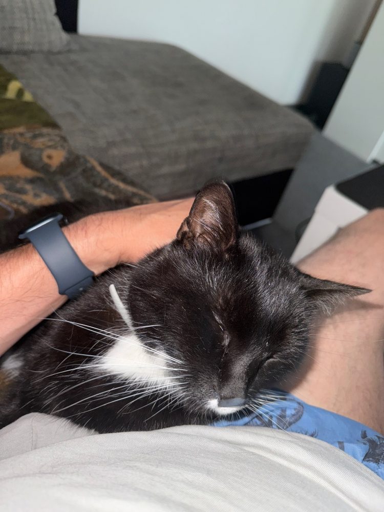 Happy kuschelt im Arm
