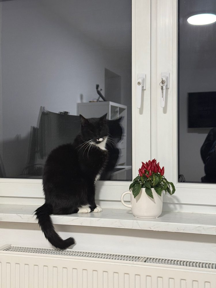 Happy am Weihnachtsstern