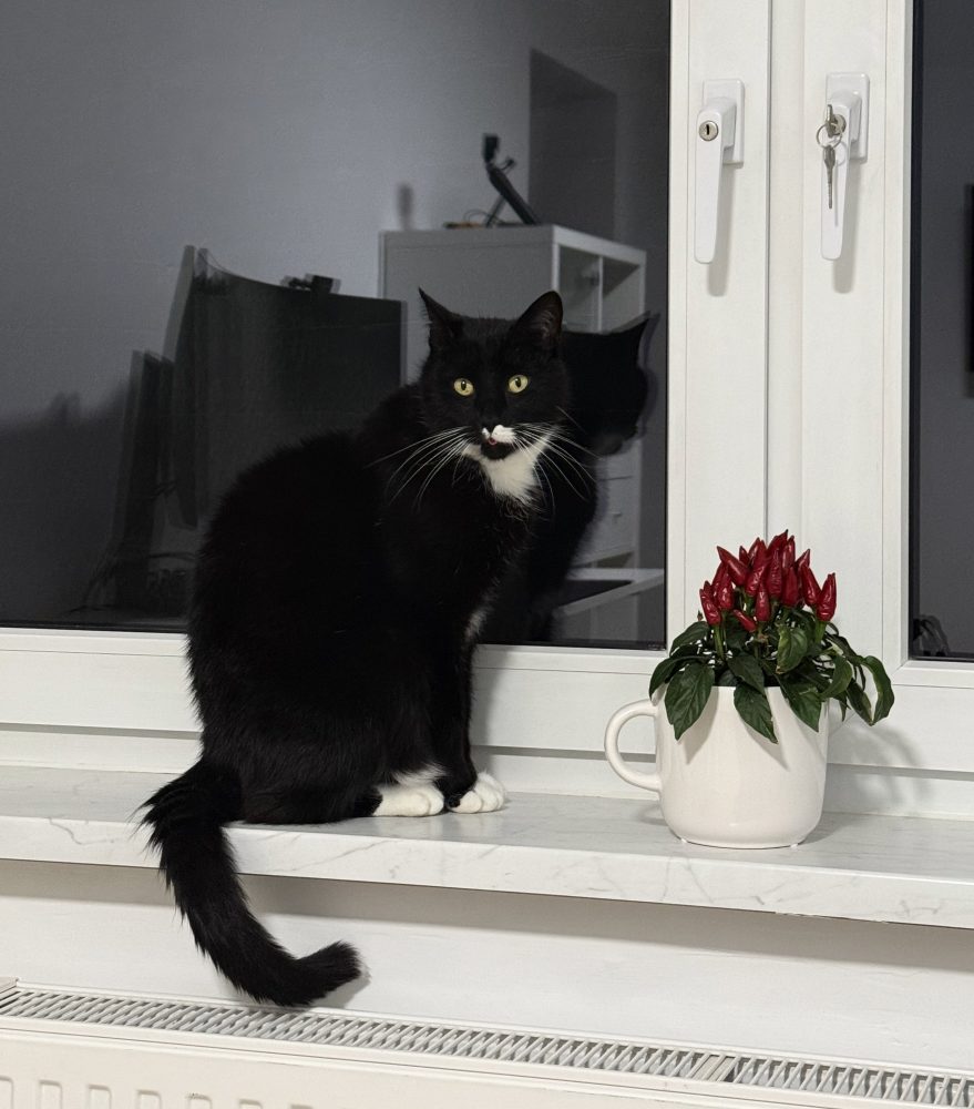 Happy schaut in die Kamera