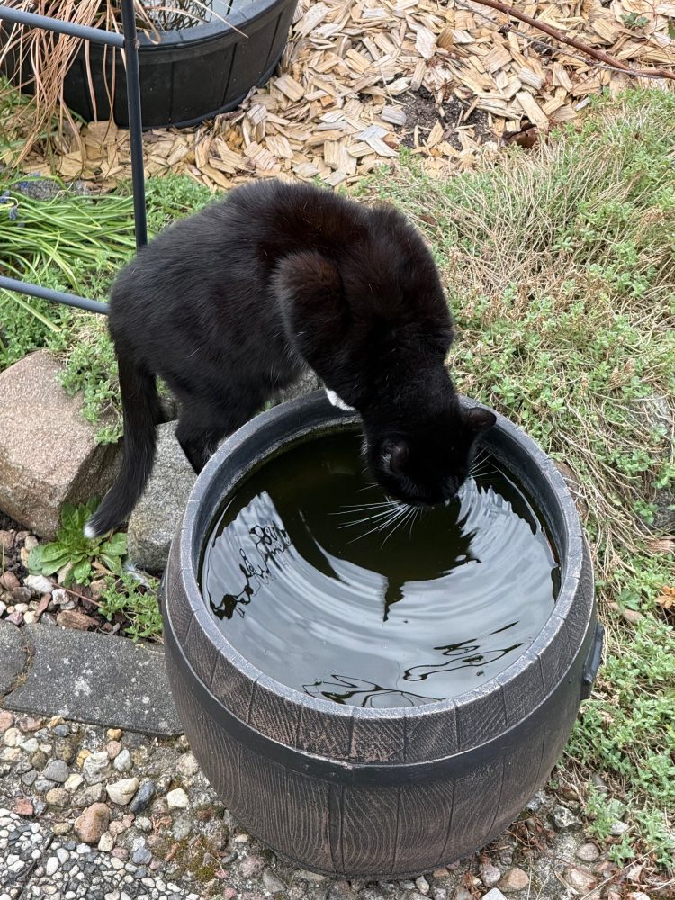 Trinkpause im Garten