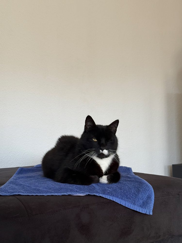 Happy auf dem blauen Handtuch