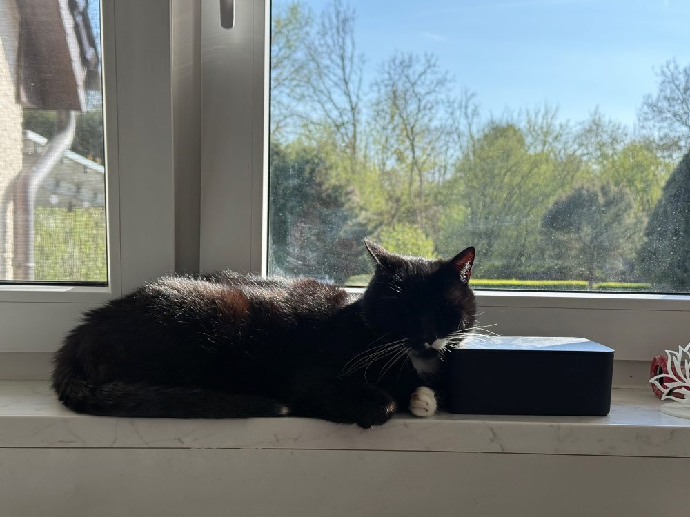 Sonnenbad auf der Fensterbank
