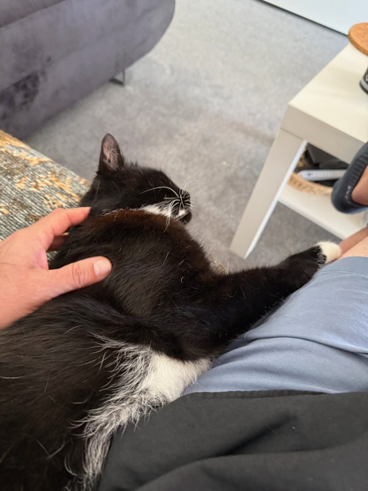 Happy lässt sich kraulen