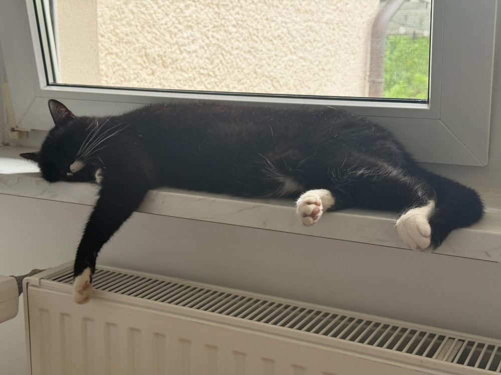 Happy hängt auf der Fensterbank