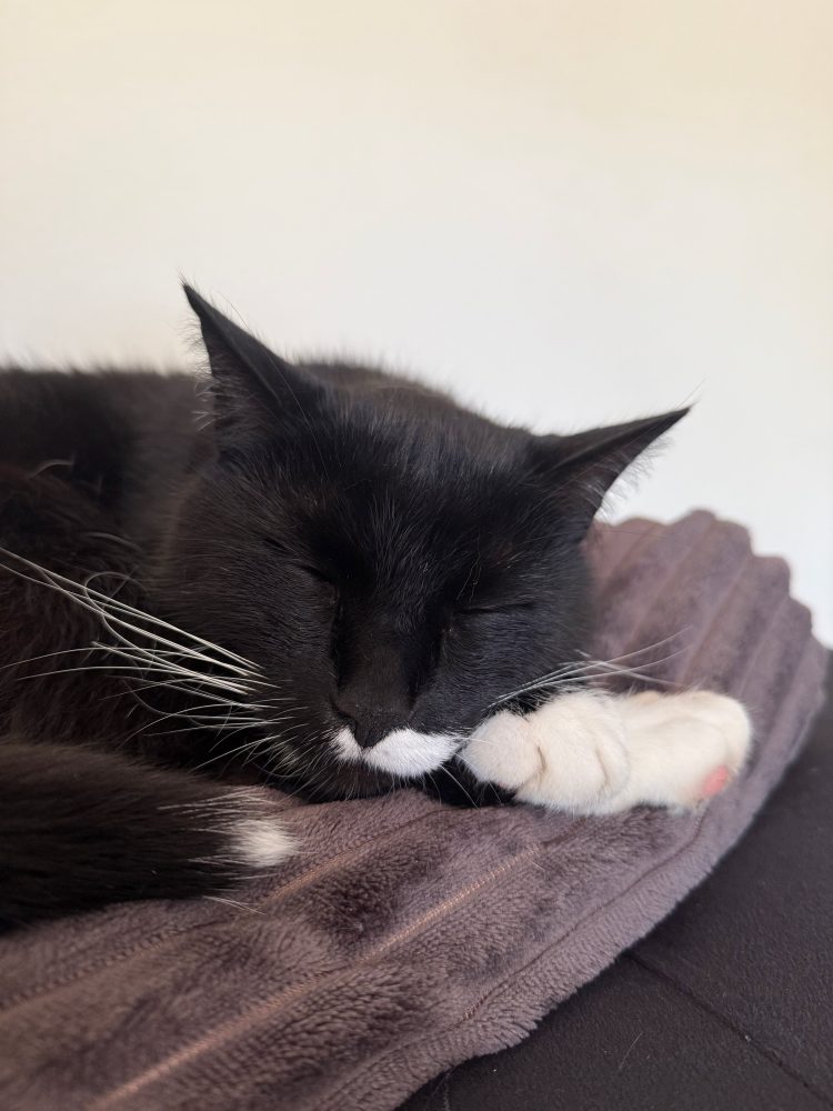 Tiefschlaf auf der Kuscheldecke