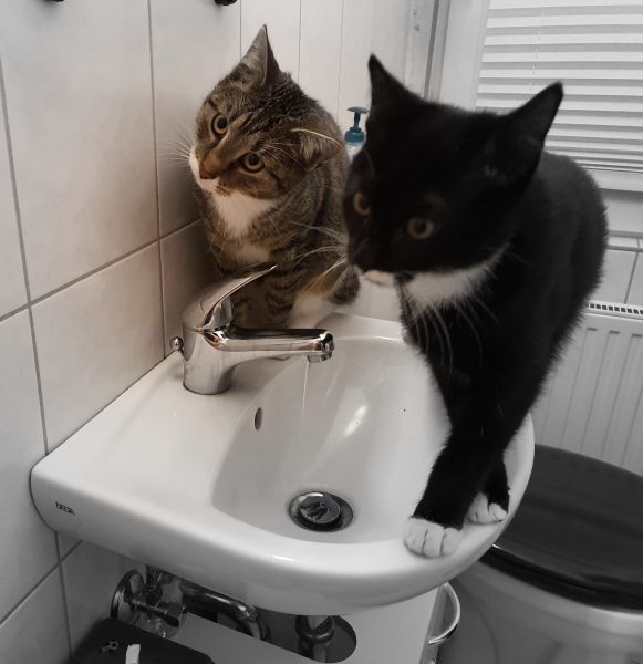 Happy und Murkel am Waschbecken